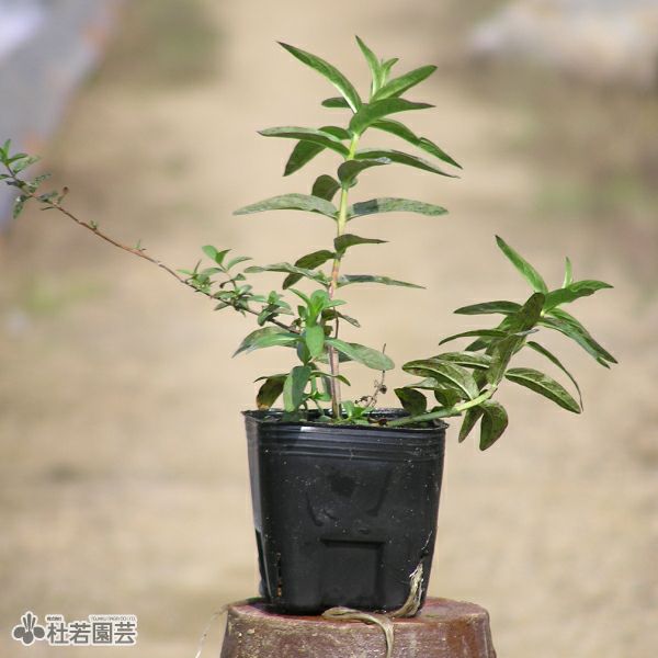 水生植物】 エゾミソハギ | 杜若園芸WEBショップ｜水草の生産販売