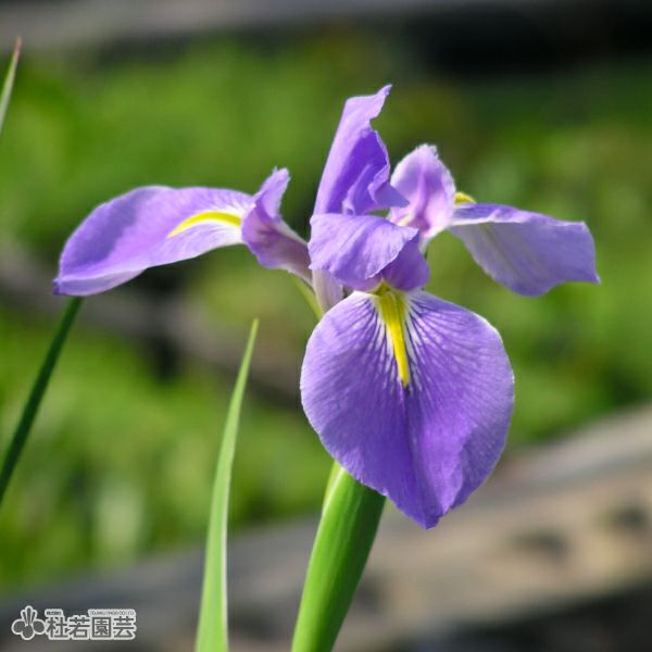 オクラレルカの抜き苗 25.05.11オクラ🌱苗を、荒療法してみました。掘り出して根元を確認して 花