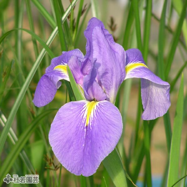 水生植物】 オクラレルカ | 杜若園芸WEBショップ｜水草の生産販売