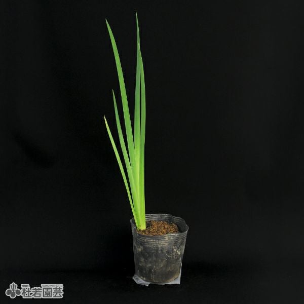 水生植物】 オクラレルカ | 杜若園芸WEBショップ｜水草の生産販売