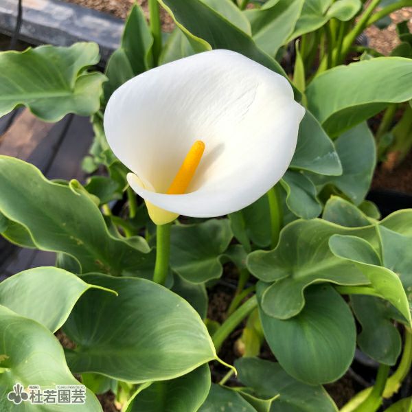 水生植物】 オランダカイウ （水生カラー） | 杜若園芸WEBショップ