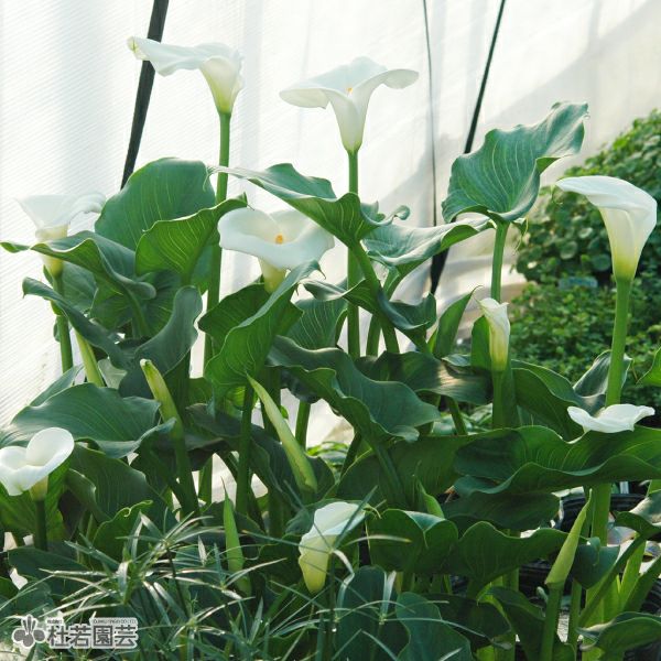 水生植物】 オランダカイウ （水生カラー） | 杜若園芸WEBショップ