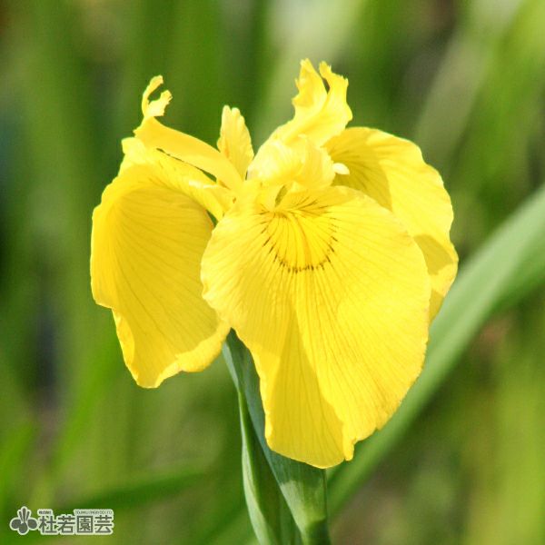 花しょうぶ(ハナショウブ)希少品種の通販（販売） | 杜若園芸WEB