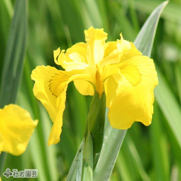 水生植物】 キショウブ | 杜若園芸WEBショップ｜水草の生産販売【通販