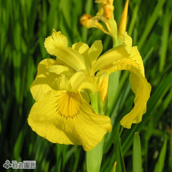 水生植物】 キショウブ | 杜若園芸WEBショップ｜水草の生産販売【通販