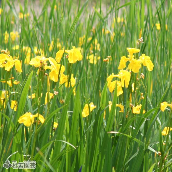 タイトル：昌蒲 水生植物】 キショウブ | 杜若園芸WEBショップ｜水草の生産販売【通販