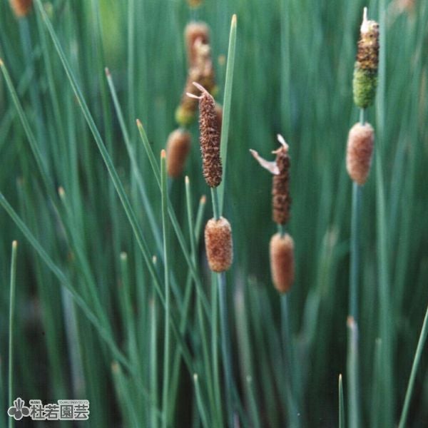 水生植物】 オクラレルカ | 杜若園芸WEBショップ｜水草の生産販売
