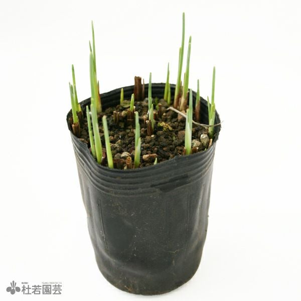 水生植物】 ゴクヒメガマ | 杜若園芸WEBショップ｜水草の生産販売