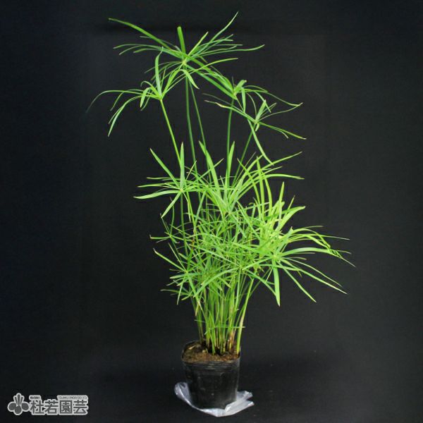 水生植物】 シペラス 12cmP | 杜若園芸WEBショップ｜水草の生産販売
