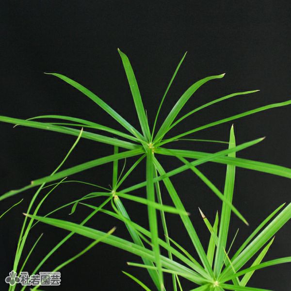 水生植物】 シペラス 12cmP | 杜若園芸WEBショップ|水草の生産 水生植物】 シペラス 12cmP | 杜若園芸WEBショップ|水草の生産
