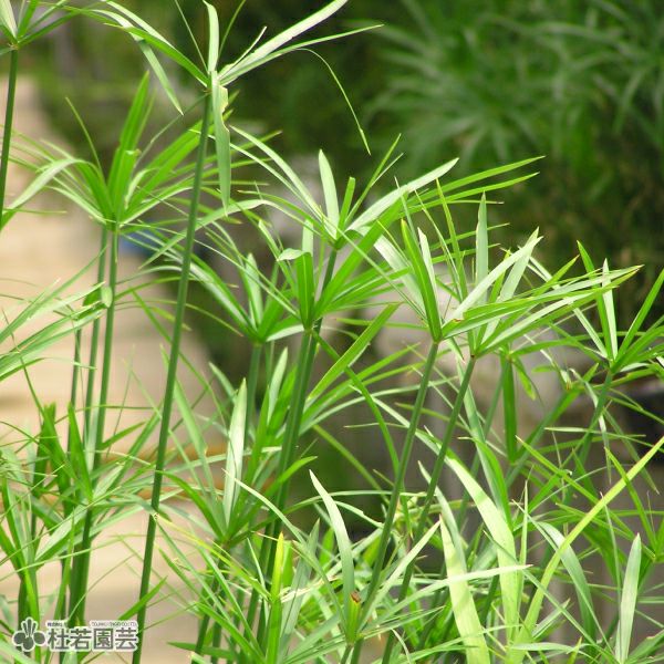 露草 906d5d6a068c5549d84bdae55f819c