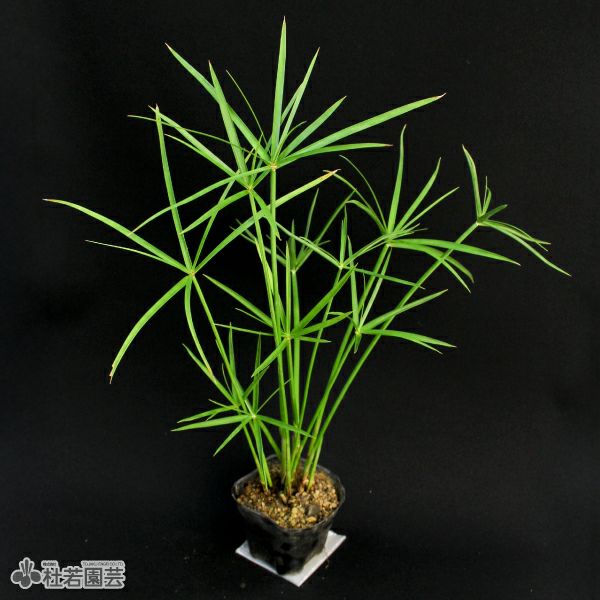 水生植物】 シュロガヤツリ | 杜若園芸WEBショップ｜水草の生産販売