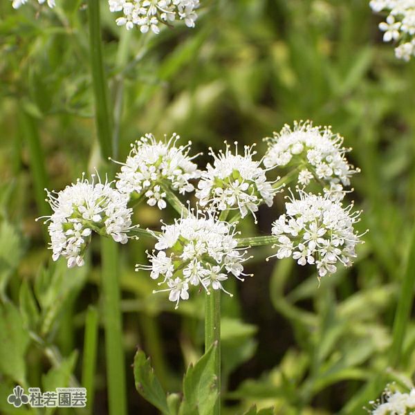 000000000024-01.jpg?size=m&w=