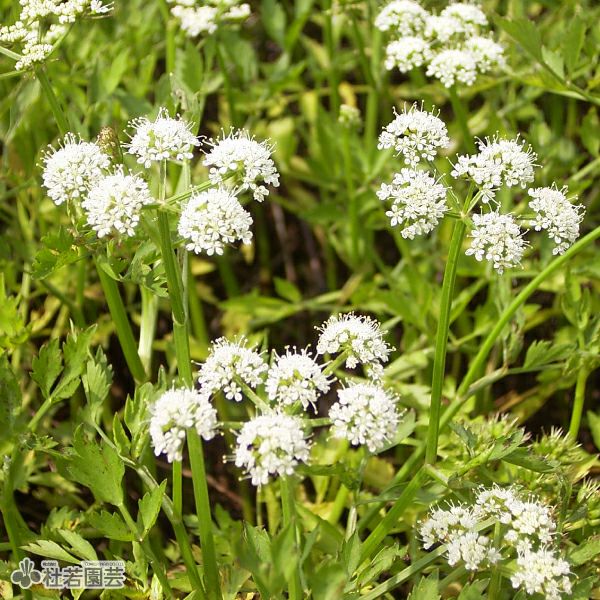 水生植物】 セリ | 杜若園芸WEBショップ｜水草の生産販売【通販ショップ】