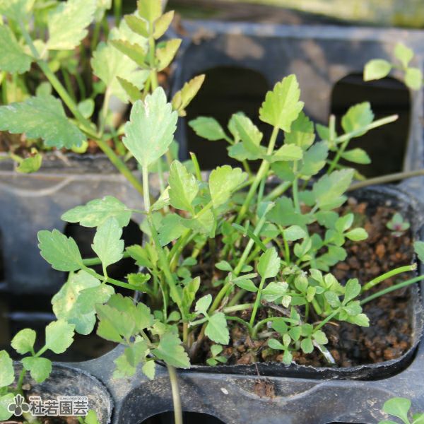 水生植物】 セリ | 杜若園芸WEBショップ｜水草の生産販売【通販ショップ】