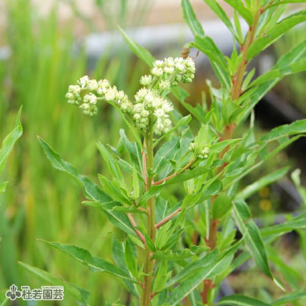 水生植物】 マコモタケ (マコモダケ) | 杜若園芸WEBショップ｜水草の