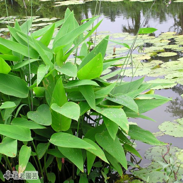 水生植物】 タリア ゲニクラタ 12cmP | 杜若園芸WEBショップ｜水草の