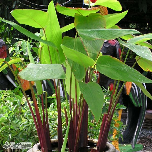 水生植物】 シペラス 12cmP | 杜若園芸WEBショップ｜水草の生産販売