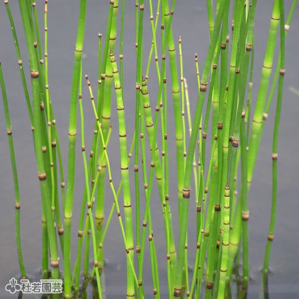 水生植物】 トクサ | 杜若園芸WEBショップ｜水草の生産販売【通販