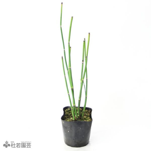 水生植物】 トクサ | 杜若園芸WEBショップ｜水草の生産販売【通販