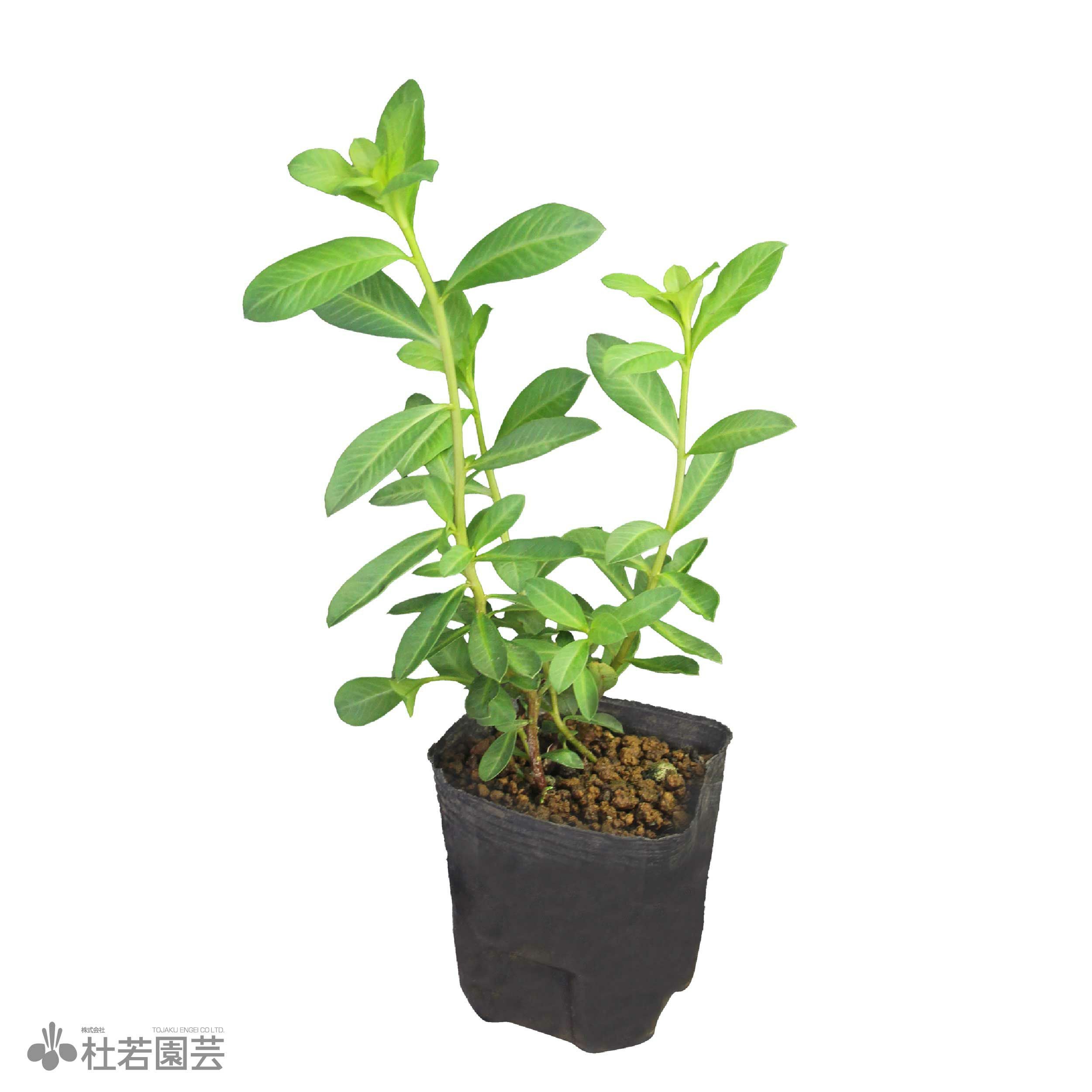 水生植物】ホシクサsp.クチ | 杜若園芸WEBショップ｜水草の生産販売