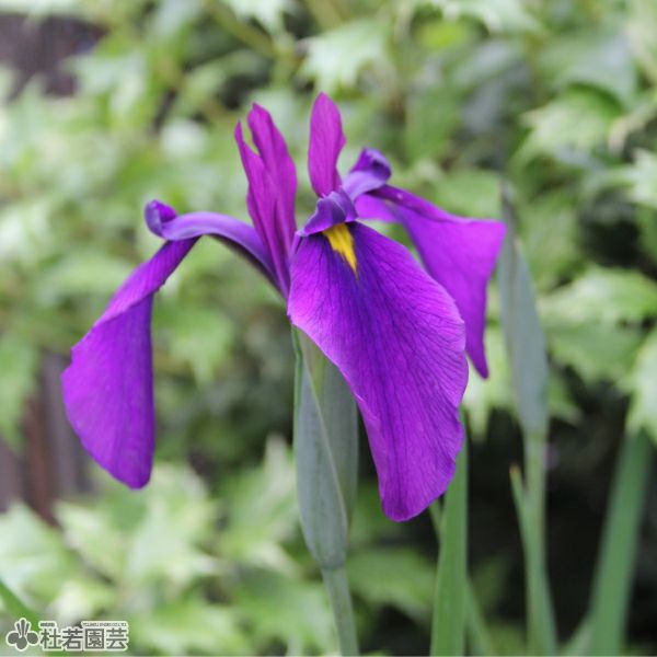 水生植物】 フイリハナショウブ 【花菖蒲、花しょうぶ】 | 杜若園芸WEB