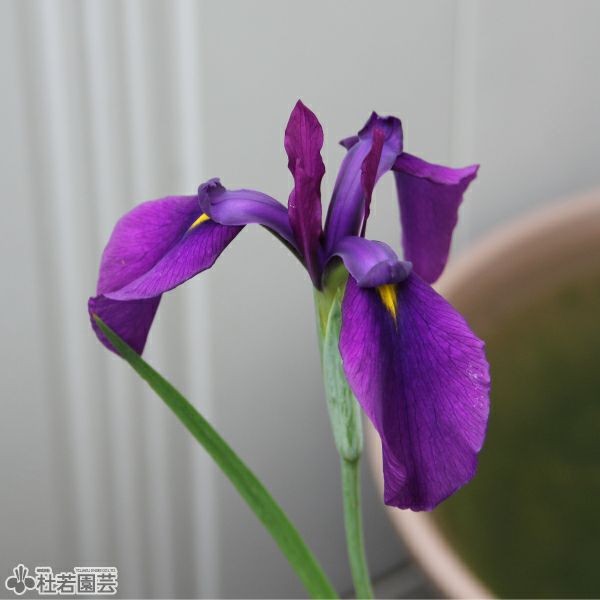 ノハナショウブ 野花菖蒲（花菖蒲の原種）【花菖蒲、花しょうぶ