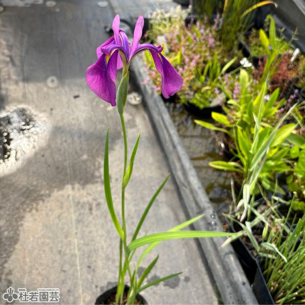 ノハナショウブ 野花菖蒲（花菖蒲の原種）【花菖蒲、花しょうぶ