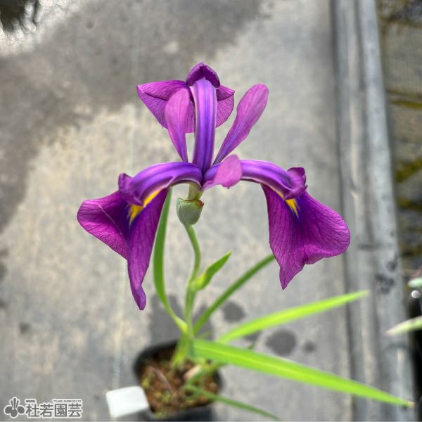 ノハナショウブ 野花菖蒲（花菖蒲の原種）【花菖蒲、花しょうぶ