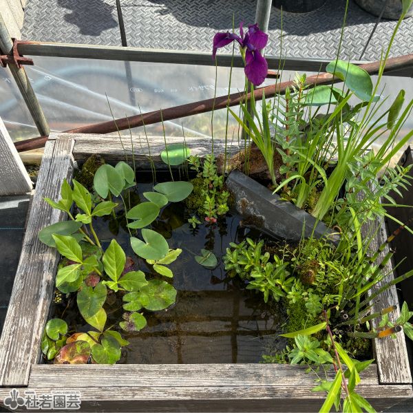 ノハナショウブ 野花菖蒲（花菖蒲の原種）【花菖蒲、花しょうぶ