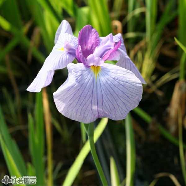 花しょうぶ(ハナショウブ)希少品種の通販（販売） | 杜若園芸WEB