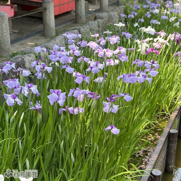 水生植物】 ハナショウブ 村雲 【花菖蒲、花しょうぶ】 | 杜若園芸WEB