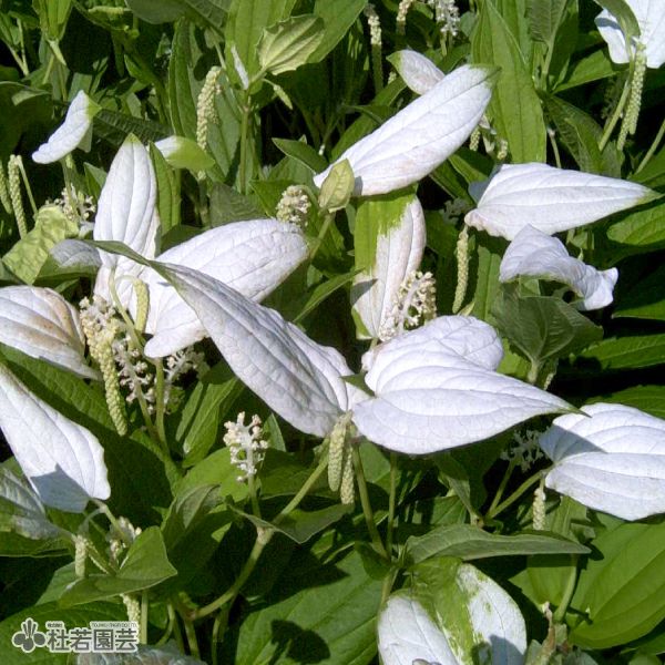 水生植物】 ザゼンソウ (座禅草) | 杜若園芸WEBショップ｜水草の生産