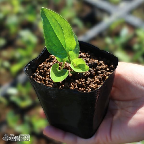 木の葉水盤 水生植物】 ハンゲショウ | 杜若園芸WEBショップ｜水草の生産販売