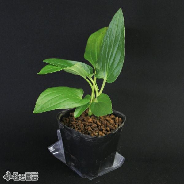 水生植物】 ハンゲショウ | 杜若園芸WEBショップ｜水草の生産販売