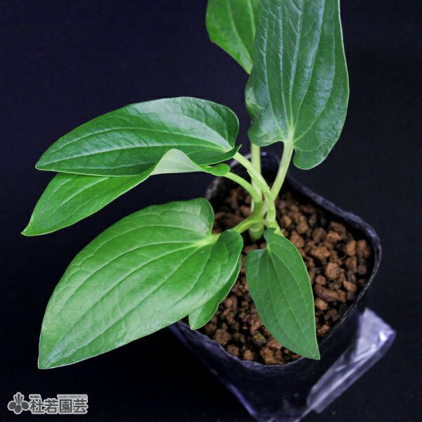 水生植物】 ハンゲショウ | 杜若園芸WEBショップ｜水草の生産販売