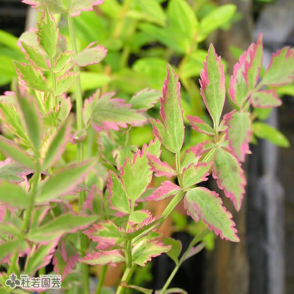 水生植物】 フイリセリ | 杜若園芸WEBショップ｜水草の生産販売【通販