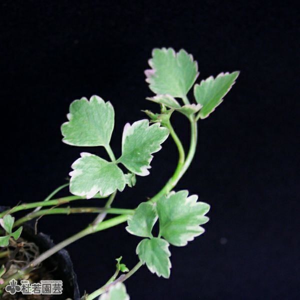 生花用。すり鉢２個 黒プラ鉢（S） | 杜若園芸WEBショップ｜水草の生産販売【通販ショップ】