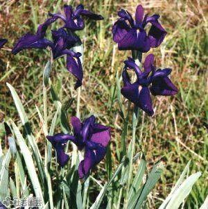 水生植物】 フイリハナショウブ 【花菖蒲、花しょうぶ】 | 杜若園芸WEB