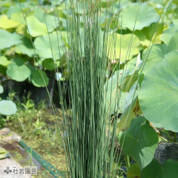 水生植物】 オオオニバスの種 5粒入り | 杜若園芸WEBショップ｜水草の