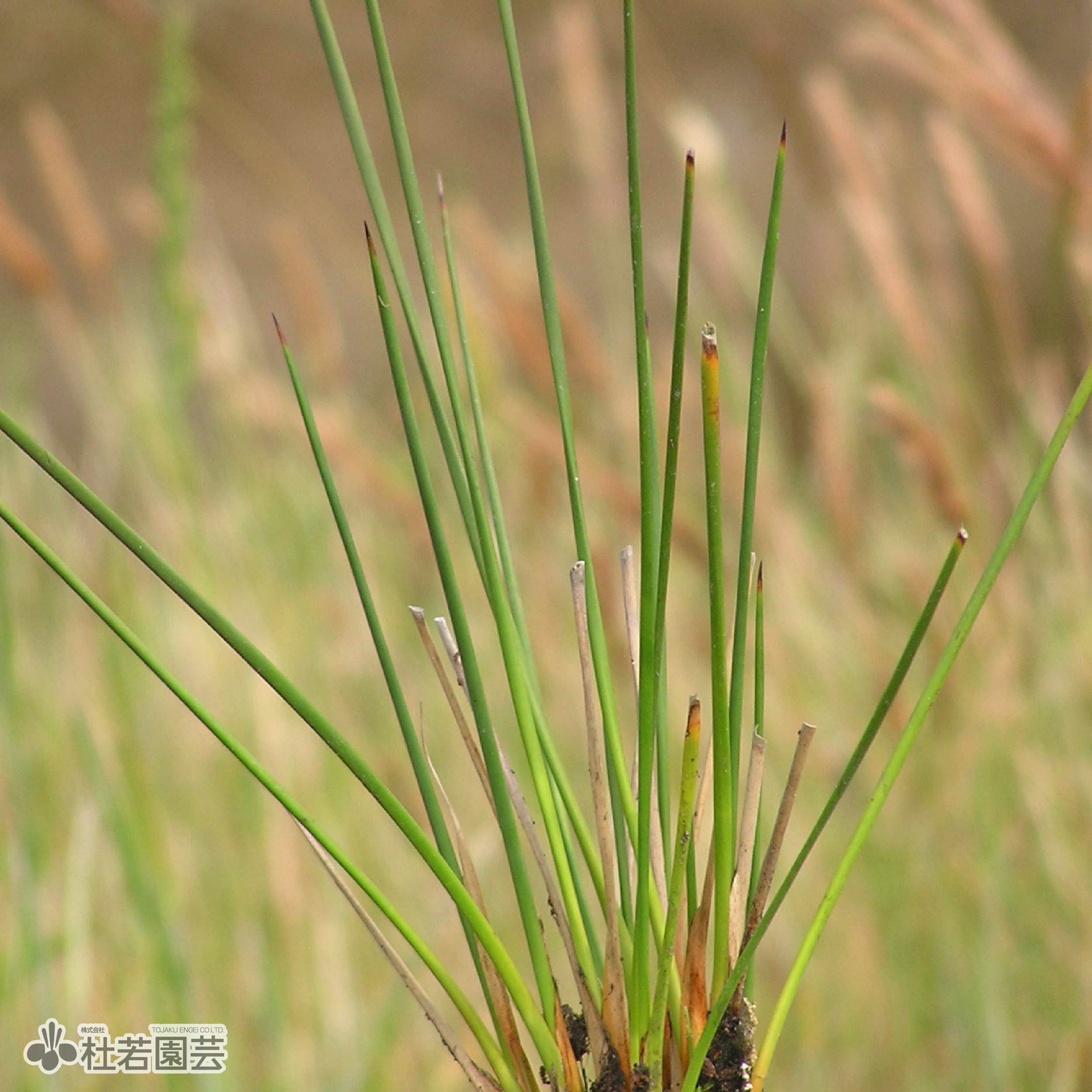 水生植物】 ペンシルグラス | 杜若園芸WEBショップ｜水草の生産販売