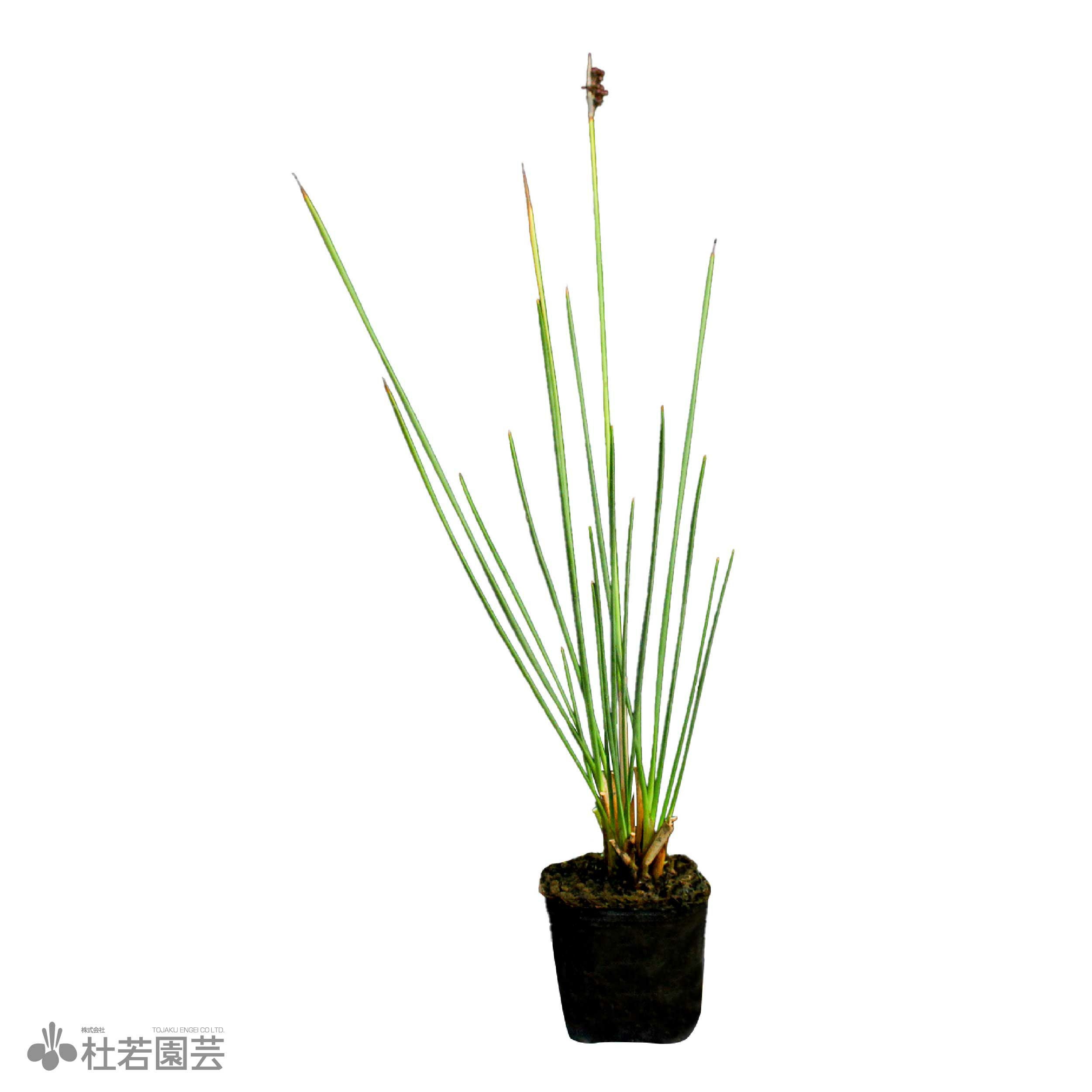 水生植物】 ペンシルグラス | 杜若園芸WEBショップ｜水草の生産販売