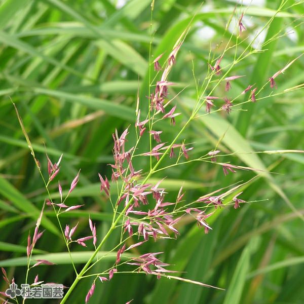ssk88ttyさま専用品 マコモタケのできる苗１００本 水生植物】 マコモタケ (マコモダケ) | 杜若園芸WEBショップ｜水草の