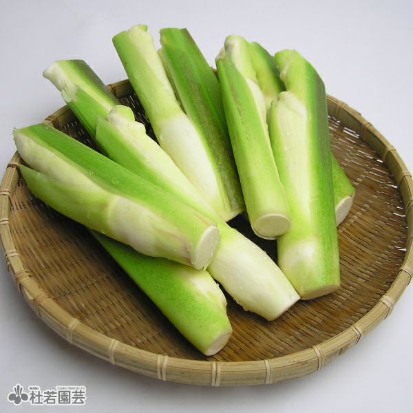 水生植物】 マコモタケ (マコモダケ) | 杜若園芸WEBショップ｜水草の