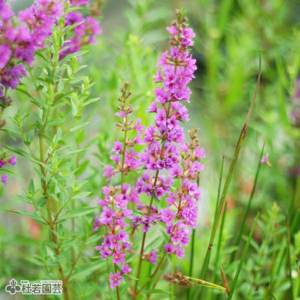 レア品種！黄花ミソハギ　大中小苗木お問い合わせ専用 水生植物】 ミソハギ | 杜若園芸WEBショップ｜水草の生産販売【通販