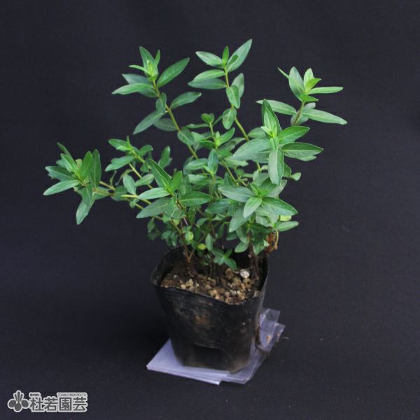 水生植物】 ミソハギ | 杜若園芸WEBショップ｜水草の生産販売【通販