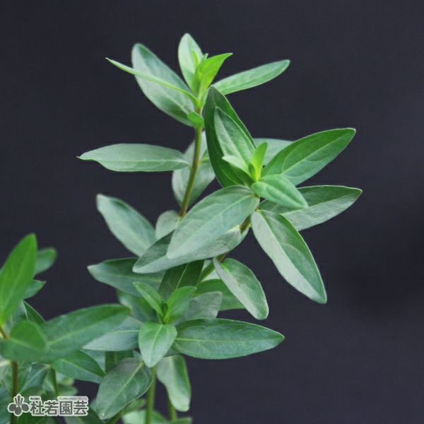 水生植物】 ミソハギ | 杜若園芸WEBショップ｜水草の生産販売【通販