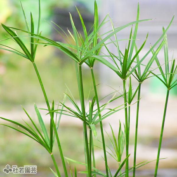 水生植物】 ミニシペラス | 杜若園芸WEBショップ｜水草の生産販売