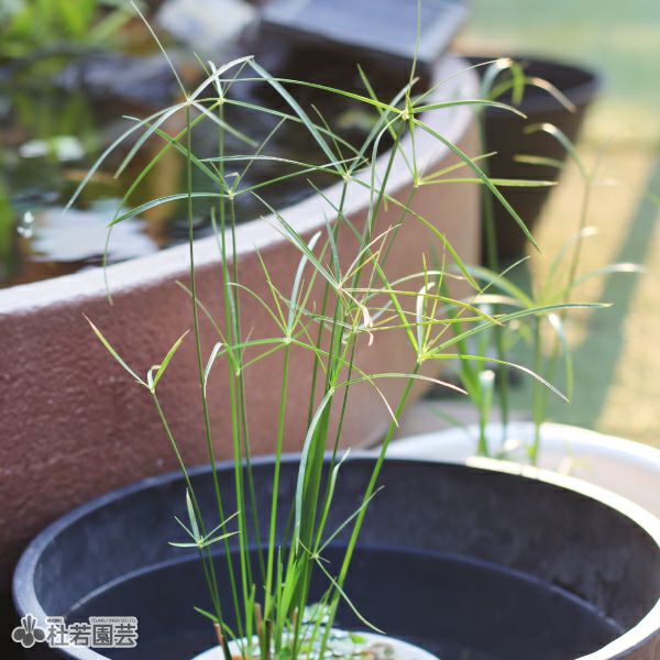 水生植物】 ミニシペラス | 杜若園芸WEBショップ｜水草の生産販売
