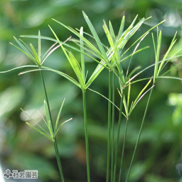 水生植物】 ミニシペラス | 杜若園芸WEBショップ｜水草の生産販売